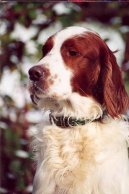 Irish Red and White Setter