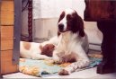 Irish Red and White Setter