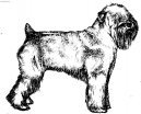 Irish Soft Coated Wheaten Terrier