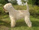 Irish Soft Coated Wheaten Terrier