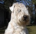 Irish Soft Coated Wheaten Terrier