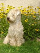 Irish Soft Coated Wheaten Terrier