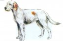 Istarski Ostrodlaki Goni�