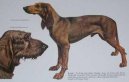 Segugio Italiano a pelo raso, Italian Short � Haired Hound