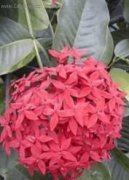 Ixora coccinea