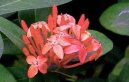 Ixora coccinea