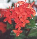 Ixora coccinea
