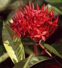 Ixora coccinea
