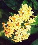 Ixora coccinea