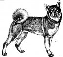 Swedish Elkhound