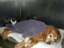 Jak se starat o pejska s onemocn�n�m srdce