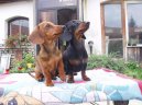 Dachshund