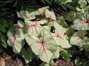 Caladium Hortulanum