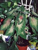 Caladium Hortulanum