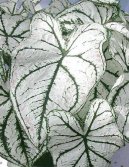 Caladium Hortulanum