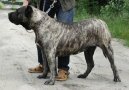 Kan�rsk� doga