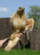 K�n� b�lochvost� (Buteo rufinus)