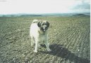 Kavkazsk� pasteveck� pes