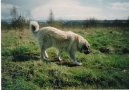 Kavkazsk� pasteveck� pes
