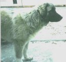 Kavkazsk� pasteveck� pes