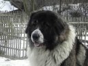 Kavkazsk� pasteveck� pes