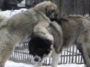 Kavkazsk� pasteveck� pes