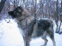 Kavkazsk� pasteveck� pes