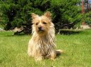 Cairn Terrier