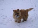 Cairn Terrier
