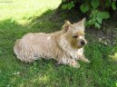 Cairn Terrier