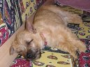 Cairn Terrier