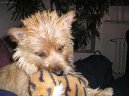 Cairn Terrier