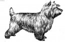 Cairn Terrier