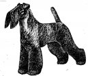Kerry Blue Terrier