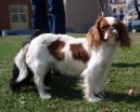 King Charles Spaniel