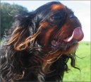 King Charles Spaniel