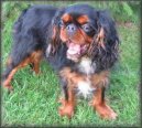 King Charles Spaniel