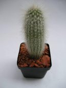 Cleistocactus