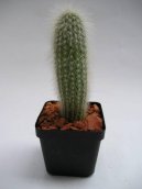 Cleistocactus