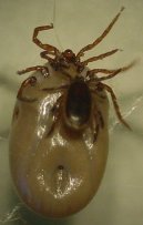 Kl횝ata a Boreli�za