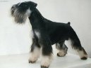 Zwergschnauzer, Miniature Schnauzer