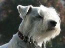 Zwergschnauzer, Miniature Schnauzer