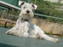 Zwergschnauzer, Miniature Schnauzer
