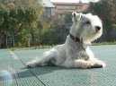 Zwergschnauzer, Miniature Schnauzer
