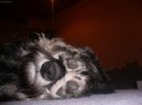 Zwergschnauzer, Miniature Schnauzer