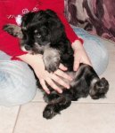 Zwergschnauzer, Miniature Schnauzer
