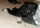 Zwergschnauzer, Miniature Schnauzer