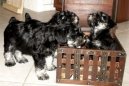 Zwergschnauzer, Miniature Schnauzer