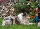 Kolie dlouhosrst�
