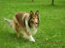 Kolie dlouhosrst�